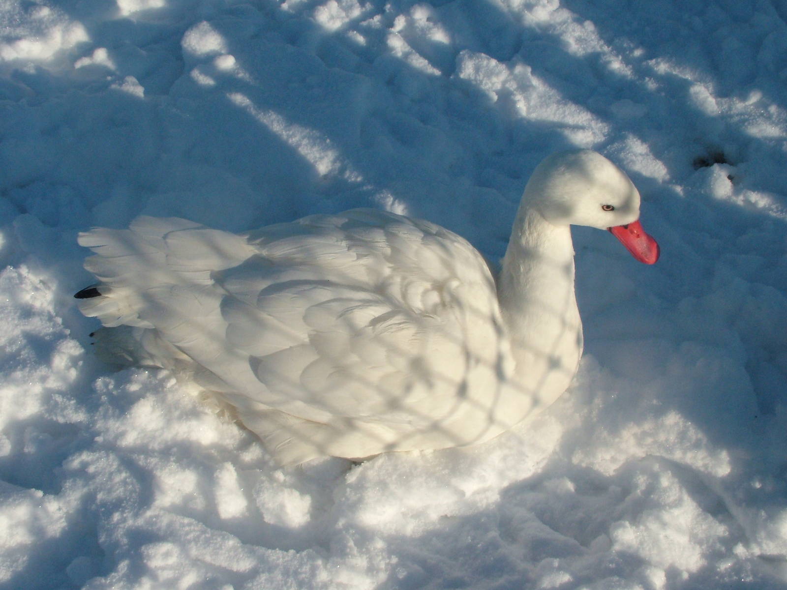 Coscoroba Swan, Blackbrook in the Snow, 03/01/10