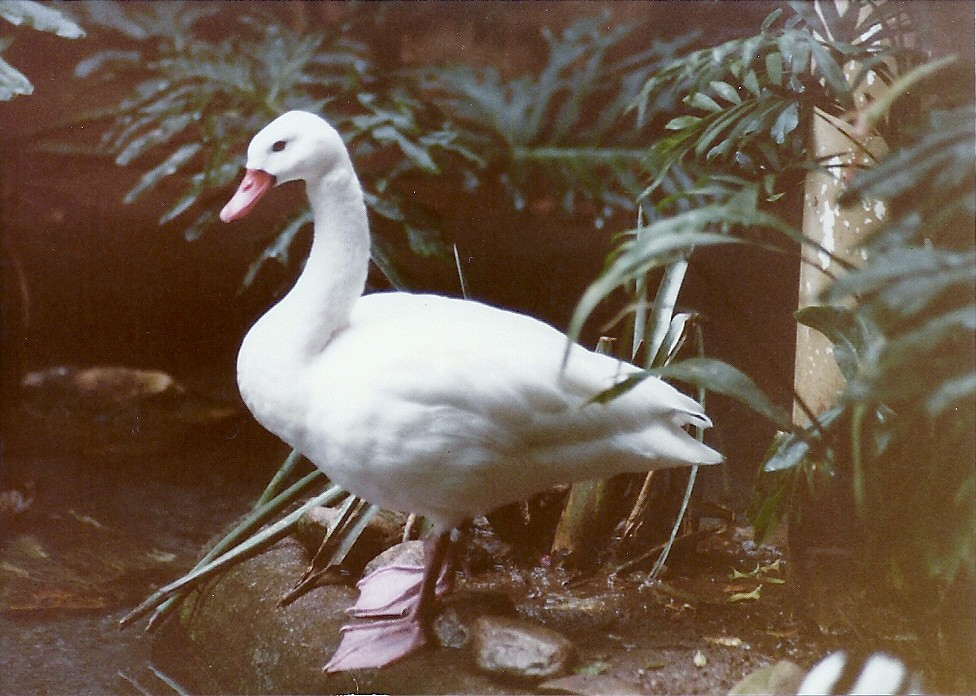 Coscoroba Swan - Circa 1980