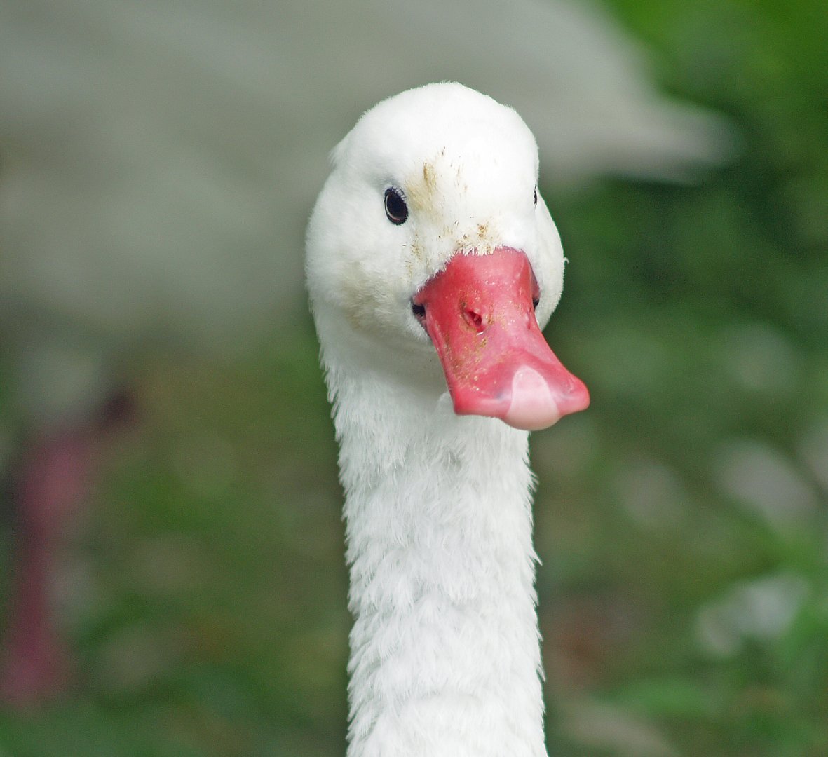 Coscoroba swan (Coscoroba coscoroba), 2007-08-12