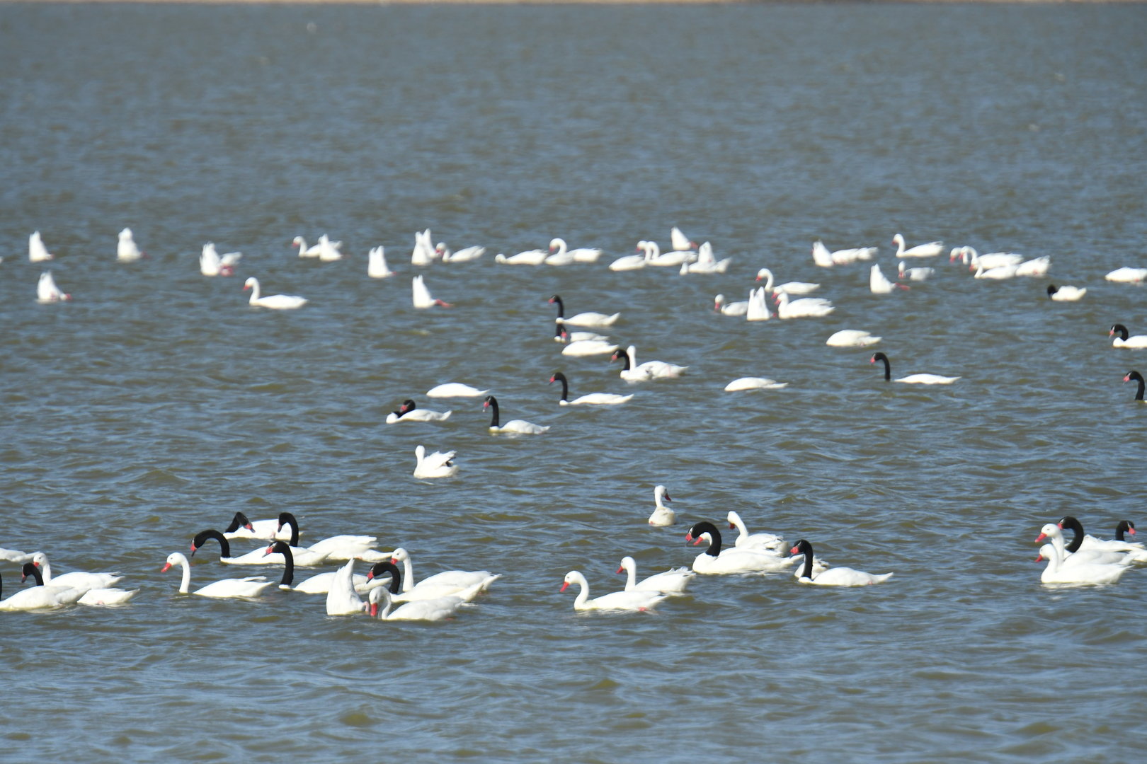 Coscoroba Swan Coscoroba coscoroba and Black-necked Swan Cygnus melancoryphus