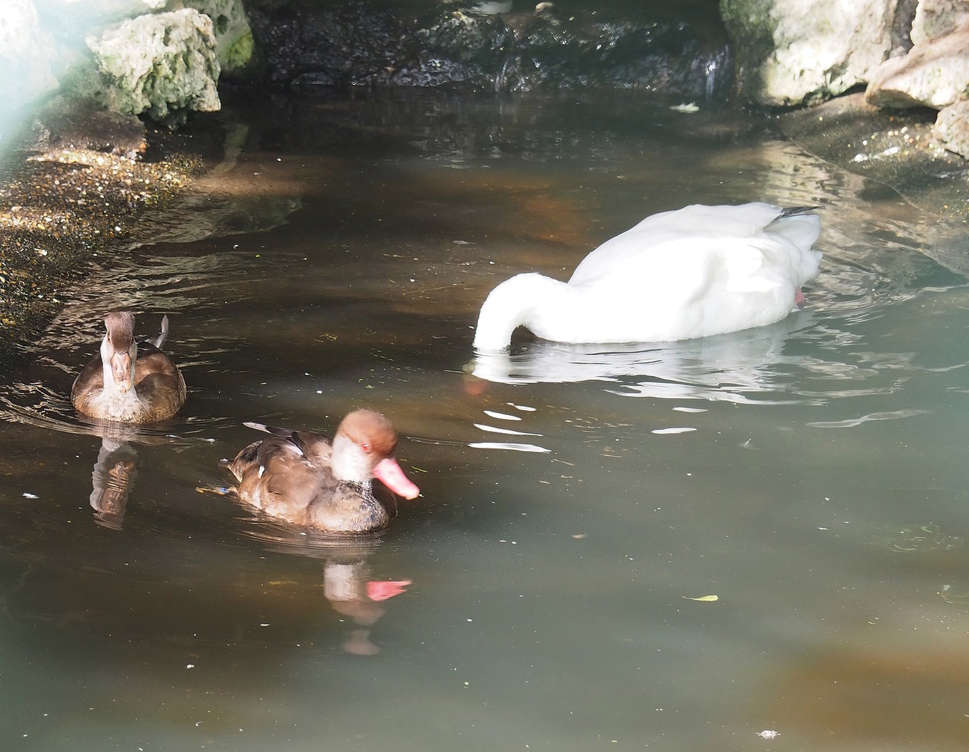 Coscoroba swan (Coscoroba coscoroba) and Red-crested pochards (Netta rufina), 2022-08-28