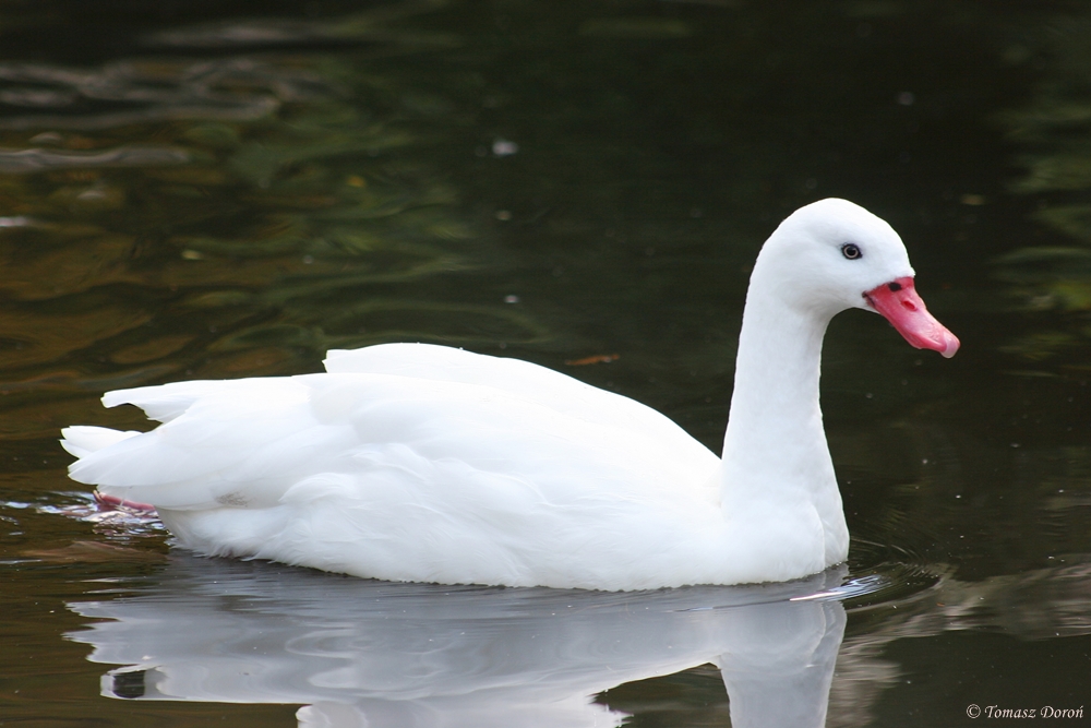 Coscoroba Swan (Coscoroba coscoroba)