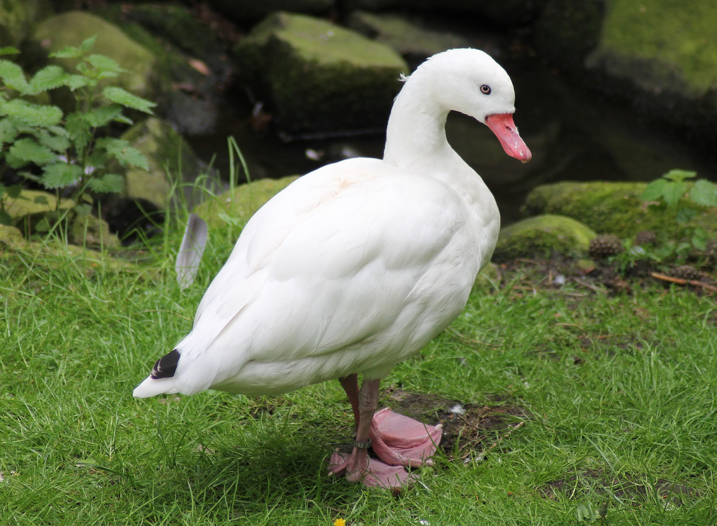 Coscoroba swan (Coscoroba coscoroba)