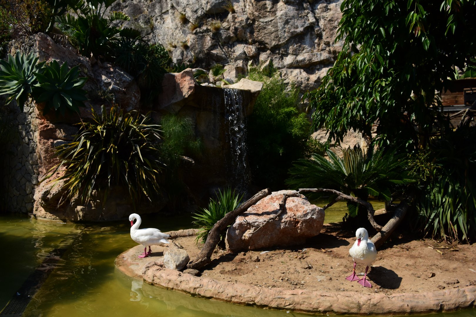 Coscoroba swan (Coscoroba coscoroba)