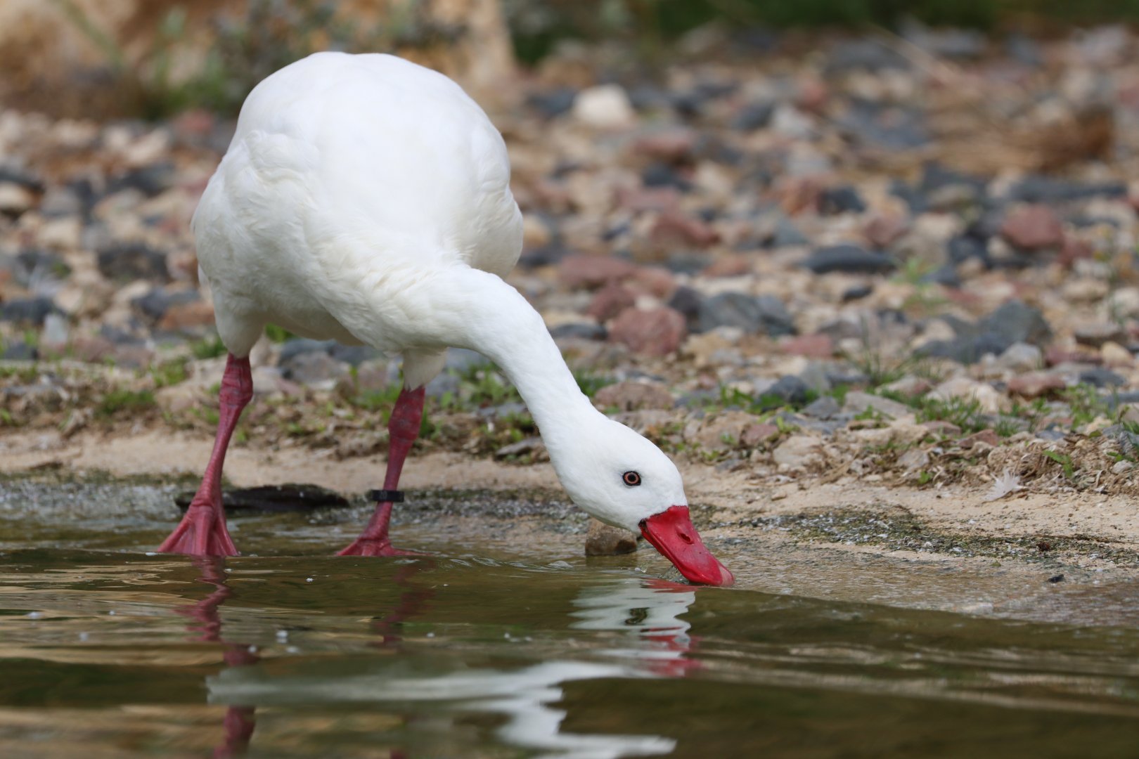 Coscoroba swan (Coscoroba coscoroba)