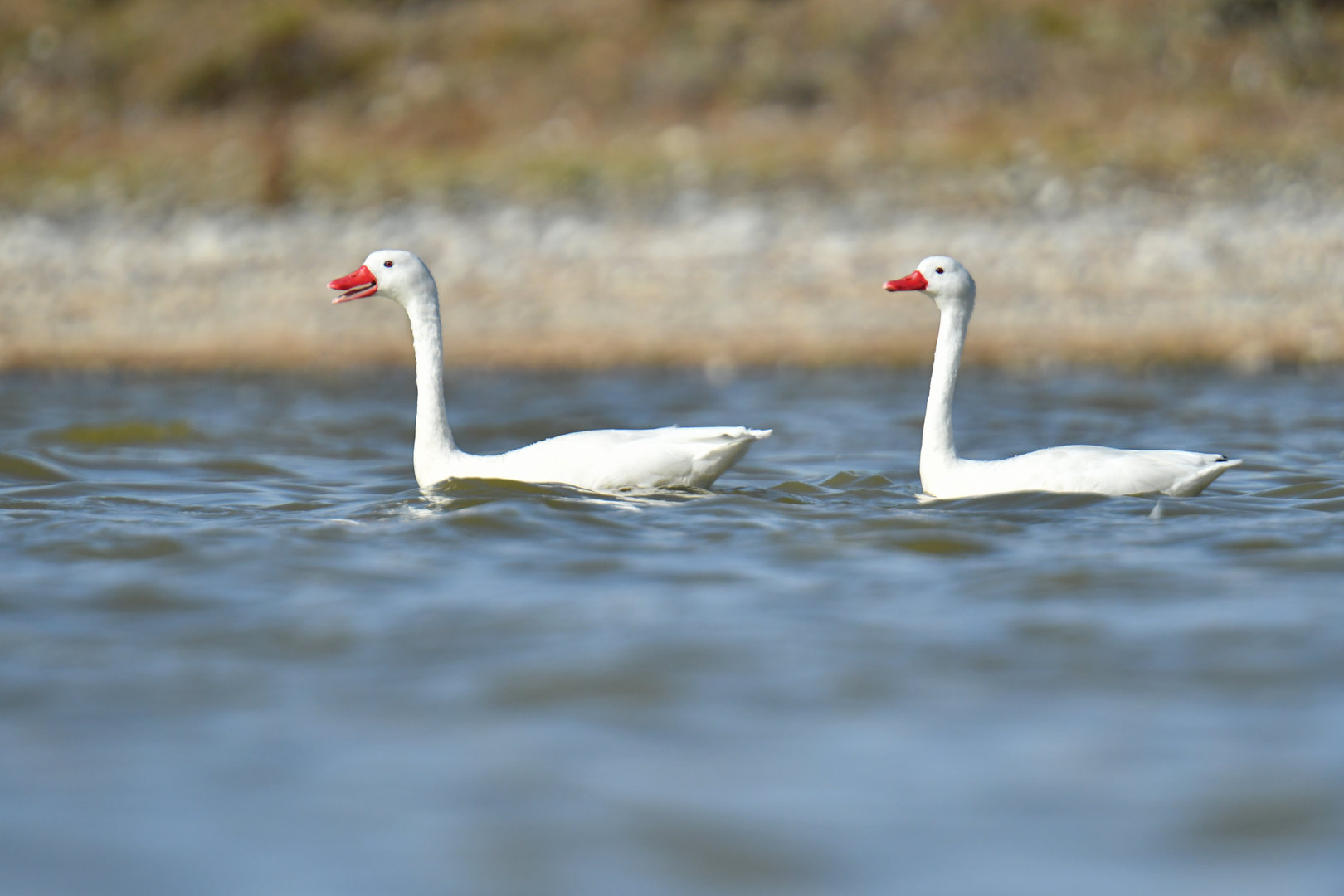 Coscoroba Swan Coscoroba coscoroba
