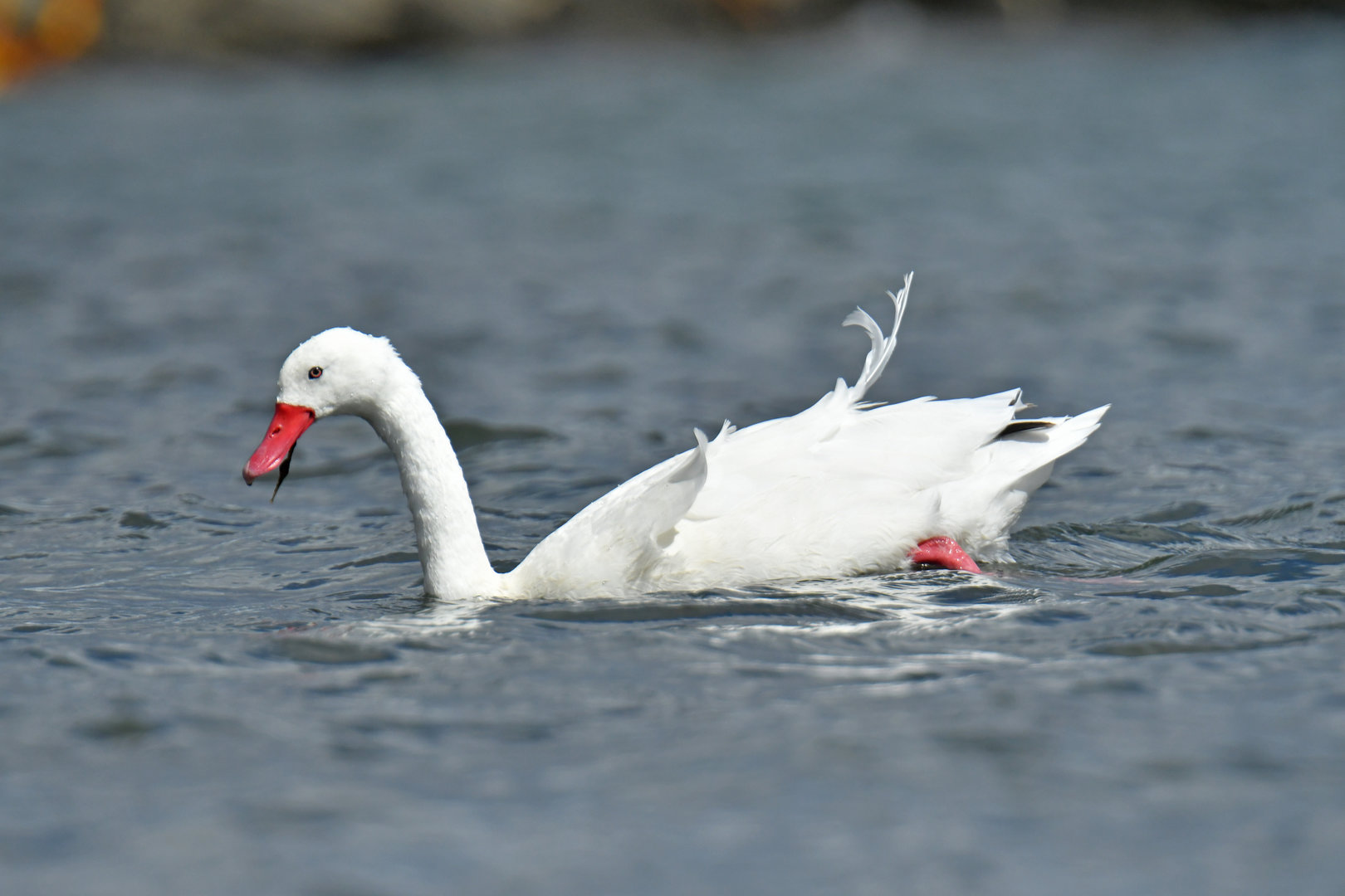 Coscoroba Swan Coscoroba coscoroba