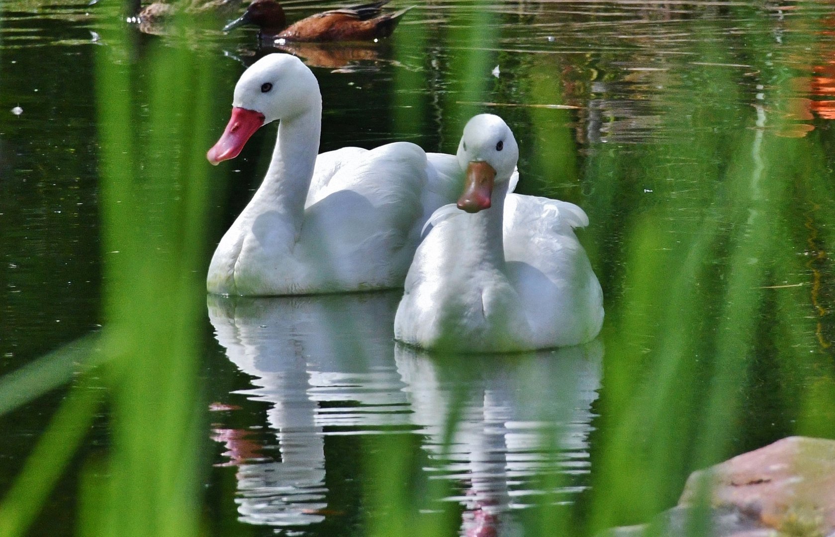 Coscoroba Swan (Coscoroba coscoroba)