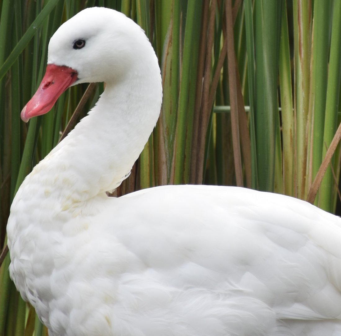 Coscoroba Swan (Coscoroba coscoroba)