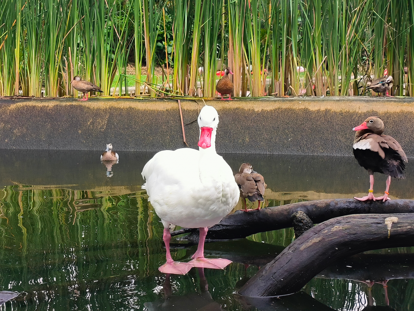 Coscoroba Swan (Coscoroba coscoroba)