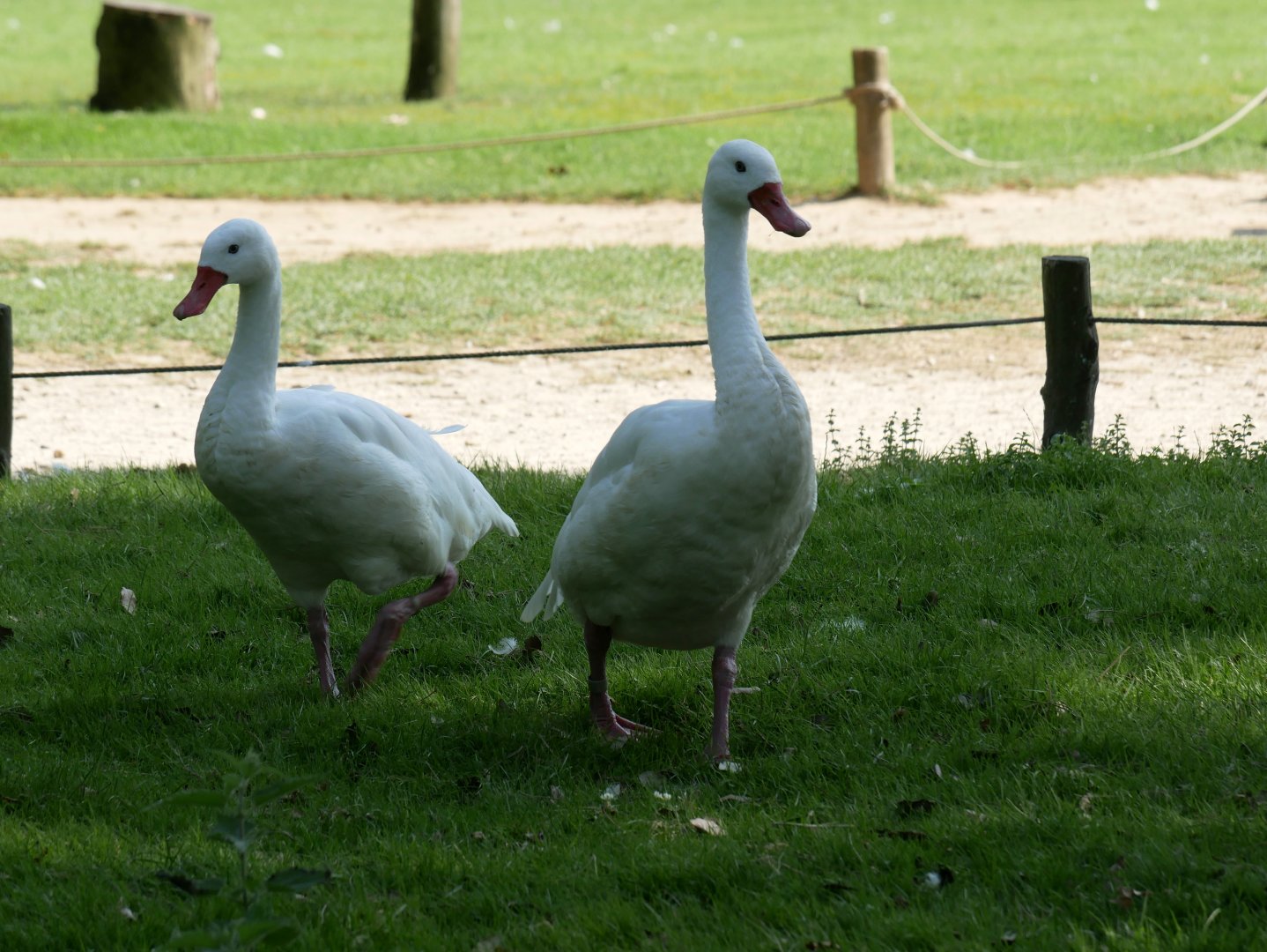 Coscoroba swan (Coscoroba coscoroba)