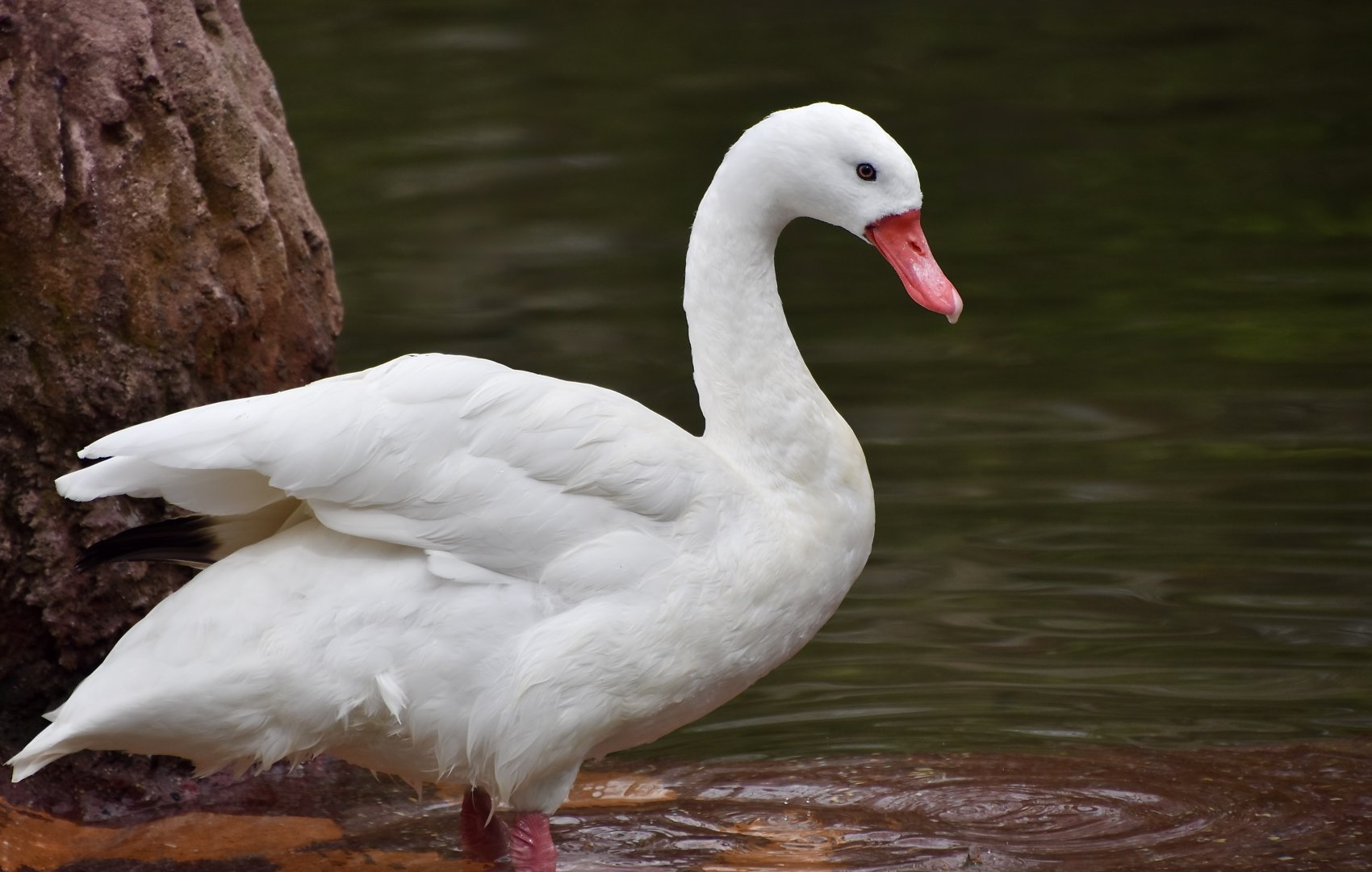 Coscoroba Swan (Coscoroba coscoroba)