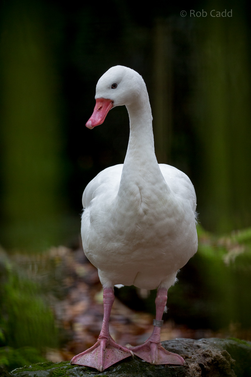 Coscoroba swan : Cotswold WP : 08 Nov 2015