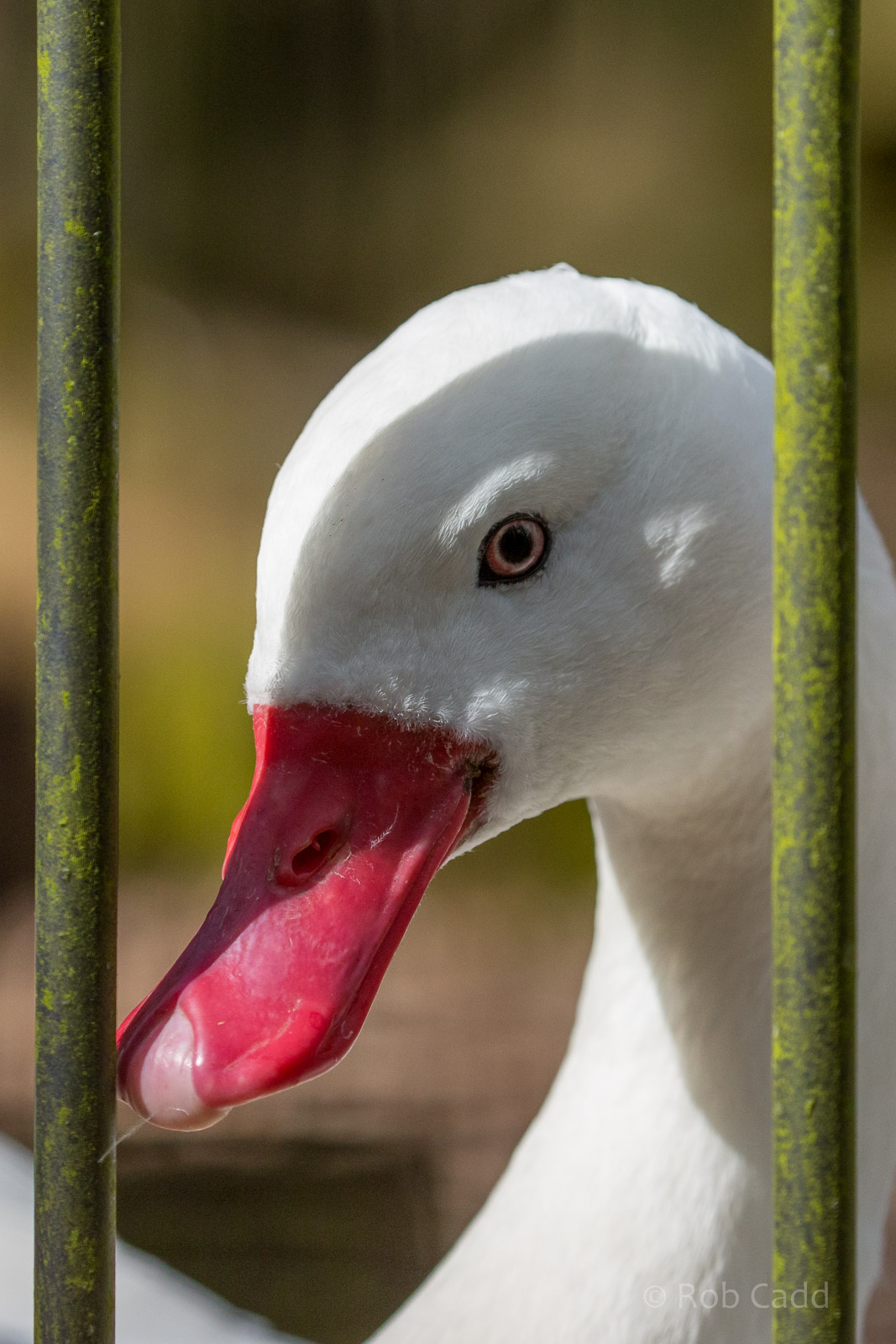 Coscoroba swan : Cotswold WP : 26 Mar 2015