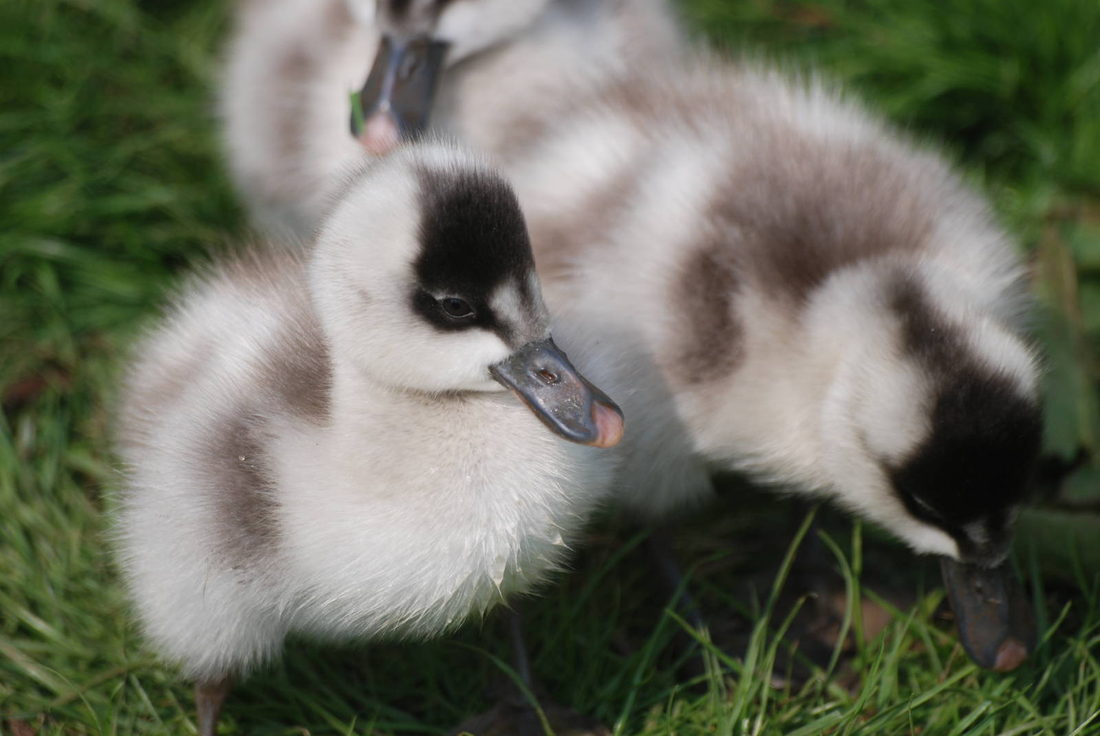 Coscoroba Swan Cygnets at Blackbrook 29/04/11