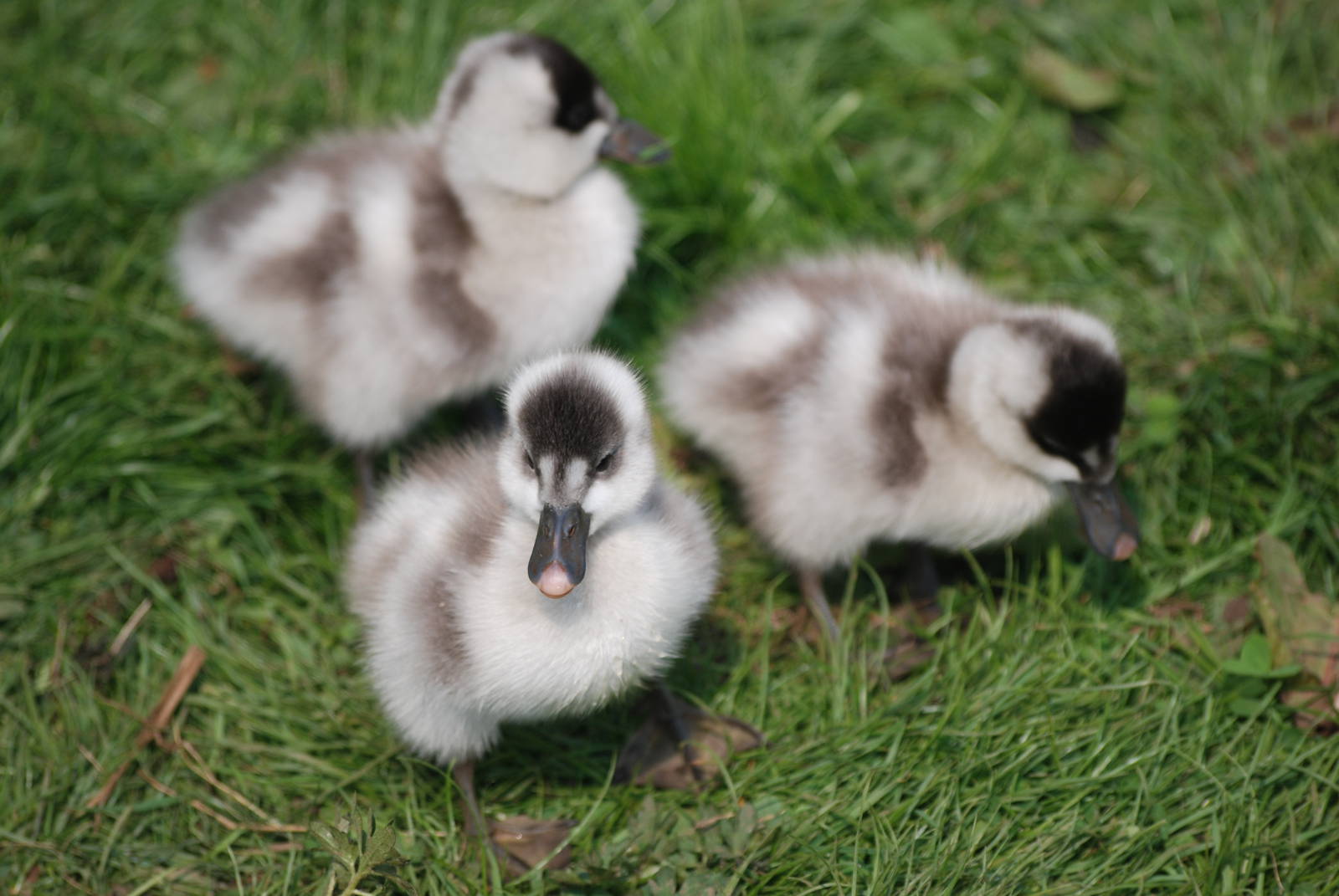 Coscoroba Swan Cygnets at Blackbrook 29/04/11