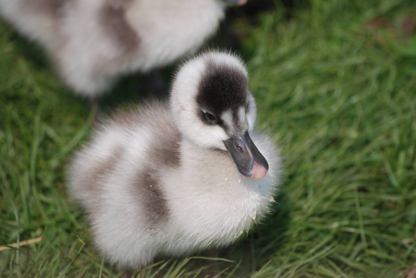 Coscoroba Swan Cygnets at Blackbrook 29/04/11