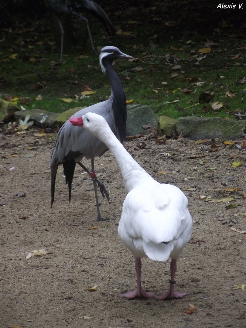 Coscoroba Swan & Demoiselle Crane - Zooparc de Beauval - 13/10/2024