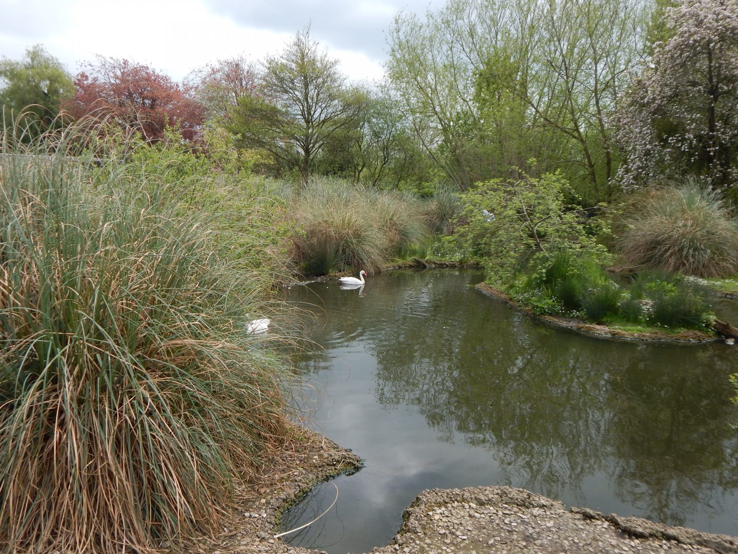 Coscoroba swan enclosure 290422
