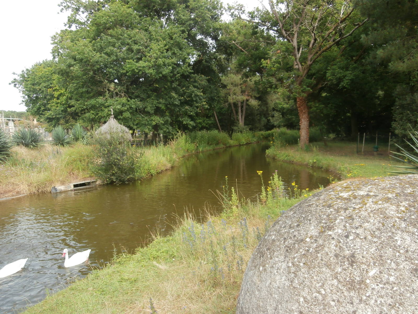 Coscoroba swan enclosure