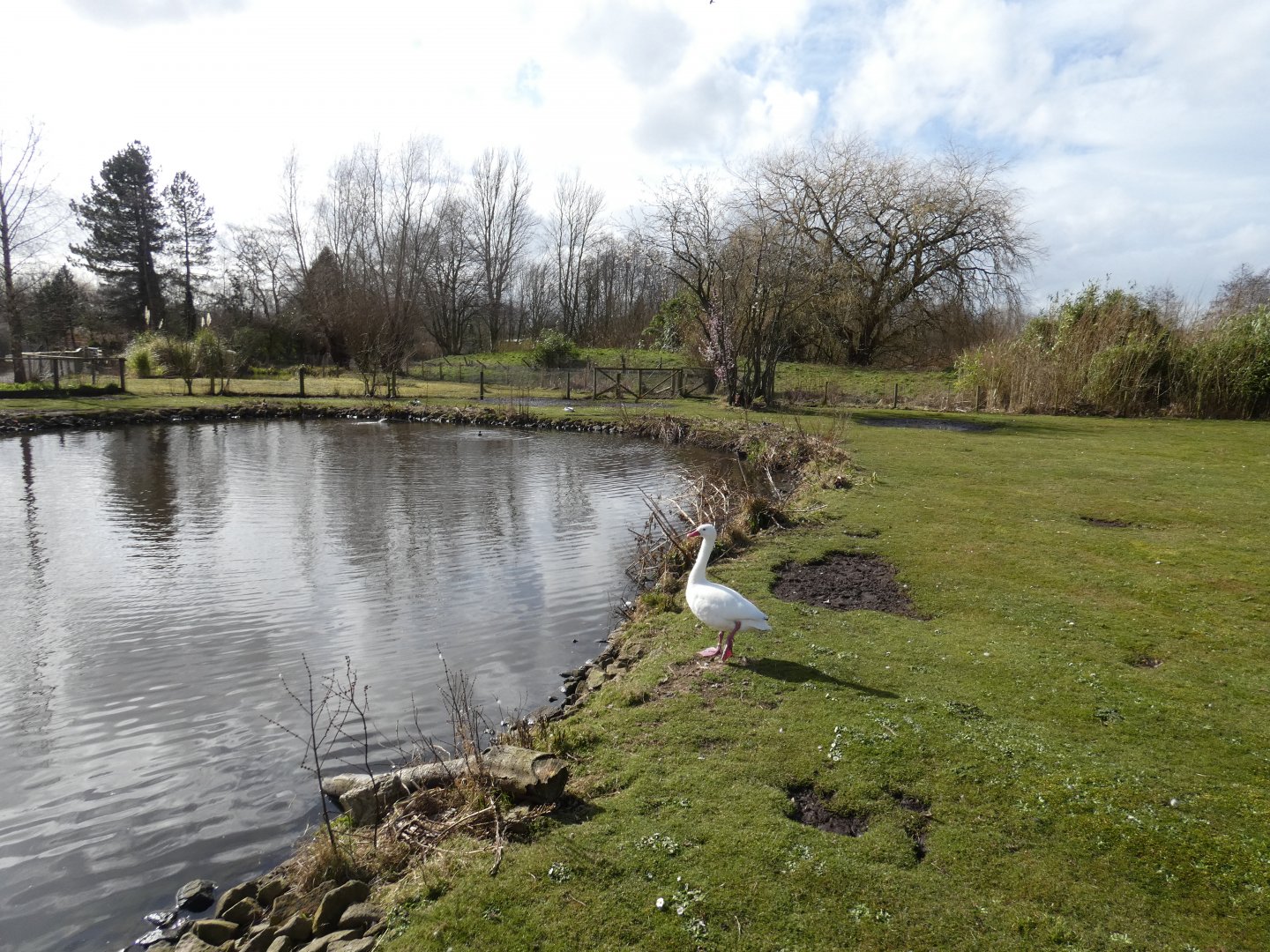 Coscoroba swan enclosure
