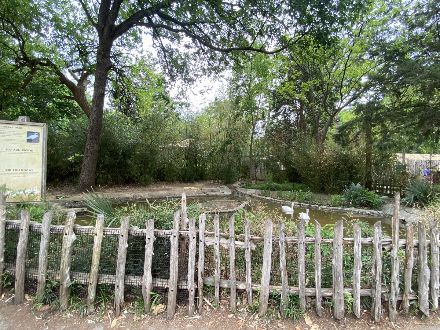 Coscoroba Swan exhibit (April 18, 2025)