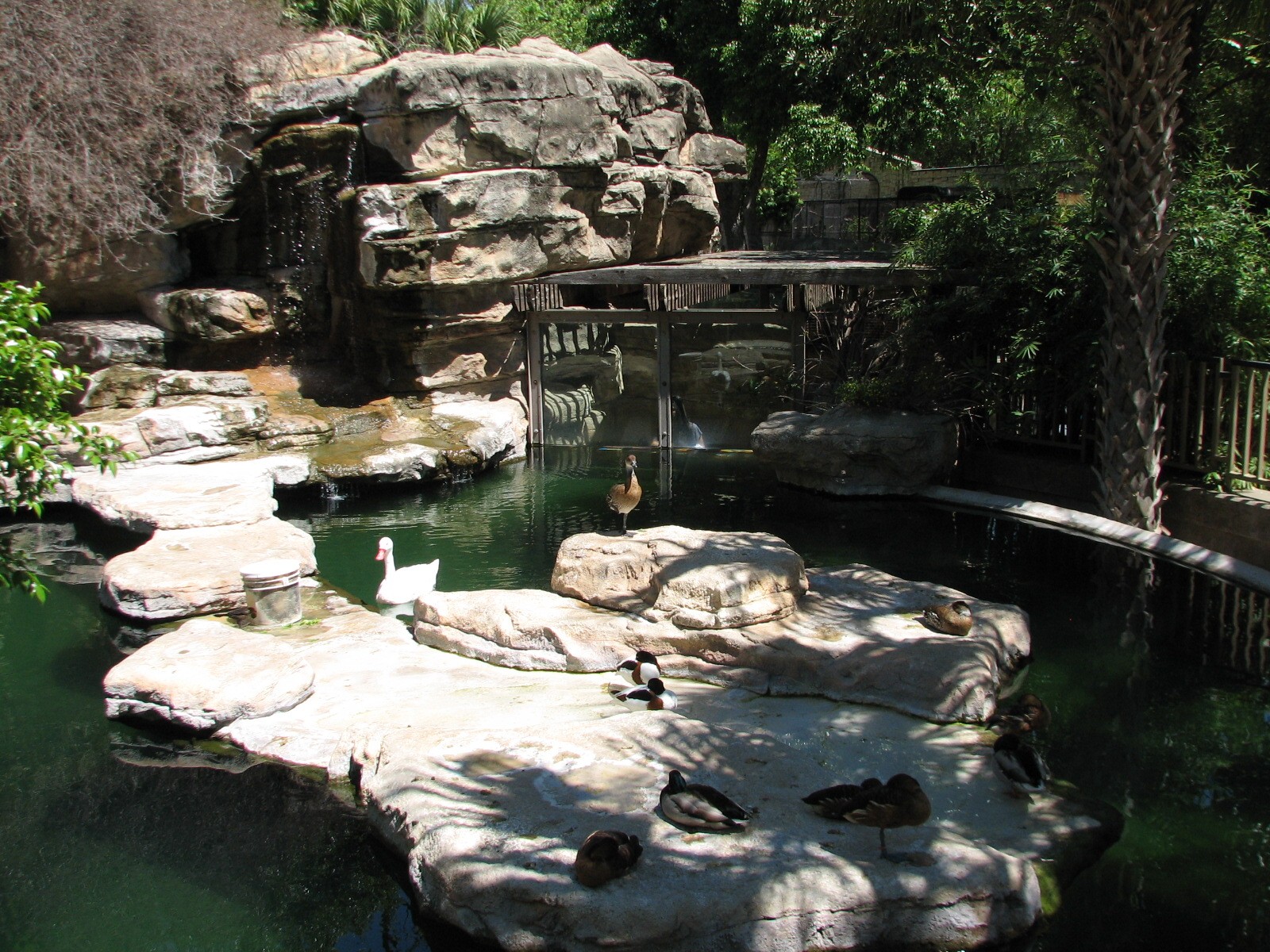 Coscoroba Swan Exhibit