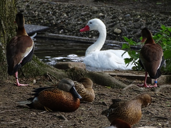 Coscoroba swan, red shoveler and black-bellied whistling duck