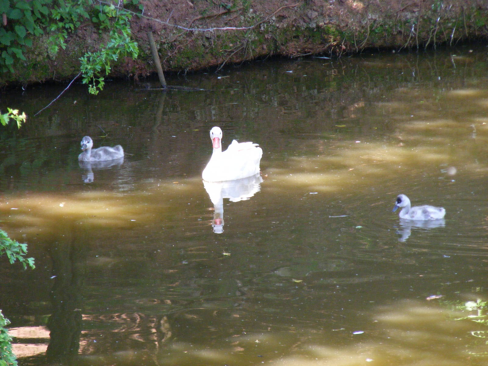 Coscoroba swan with cygnets at South Lakes Wild Animal Park, 23 May 2010