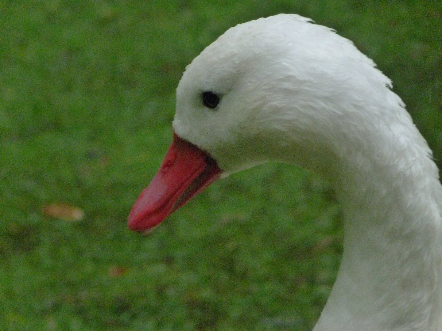 Coscoroba swan -ZooParc de Beauval (2025)