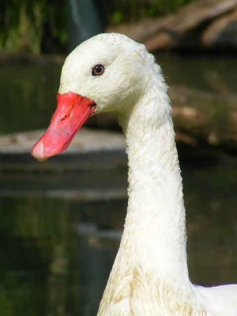 Coscoroba swan