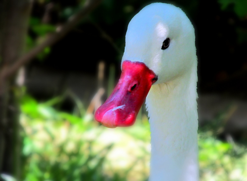 Coscoroba Swan