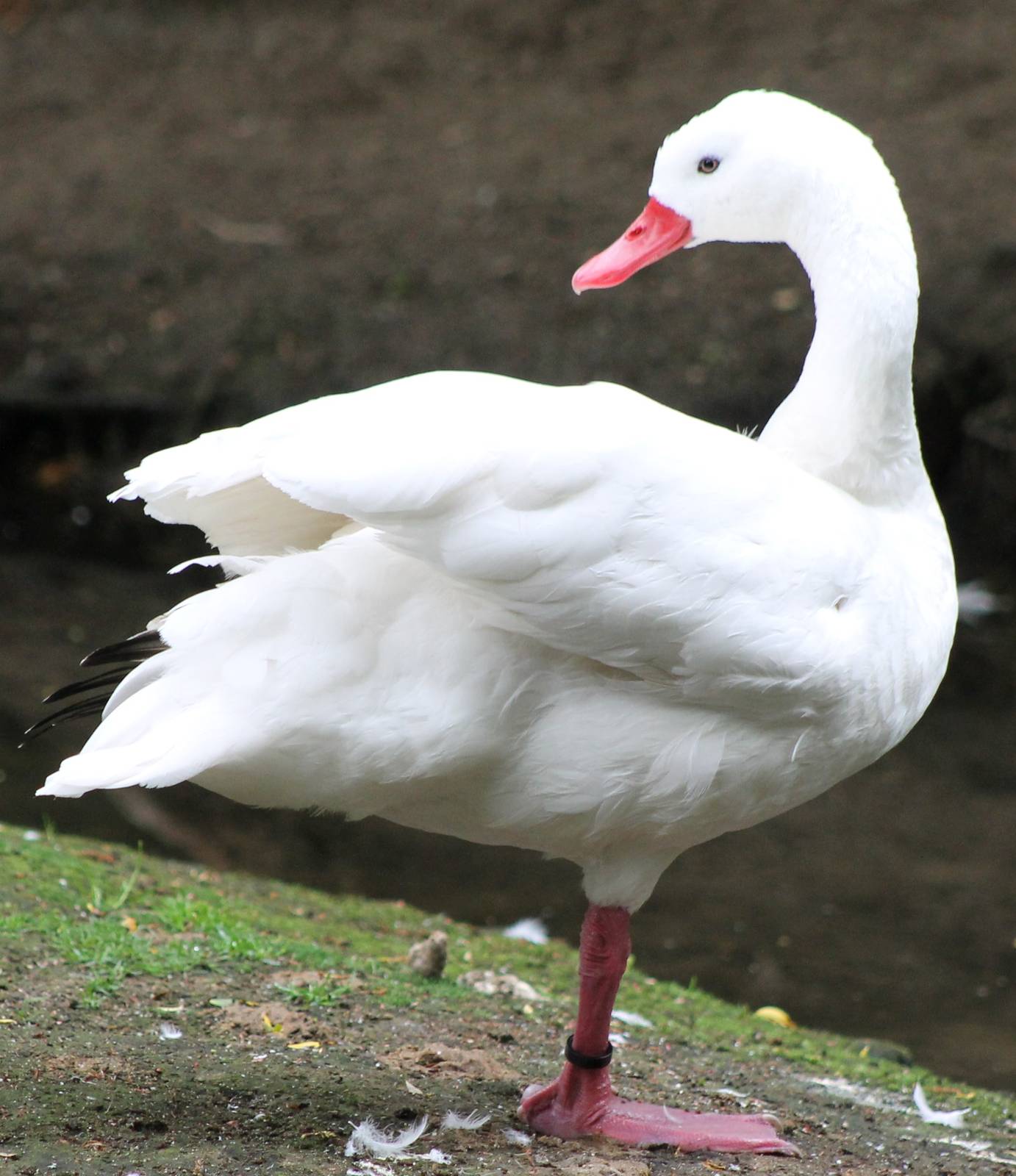 Coscoroba swan