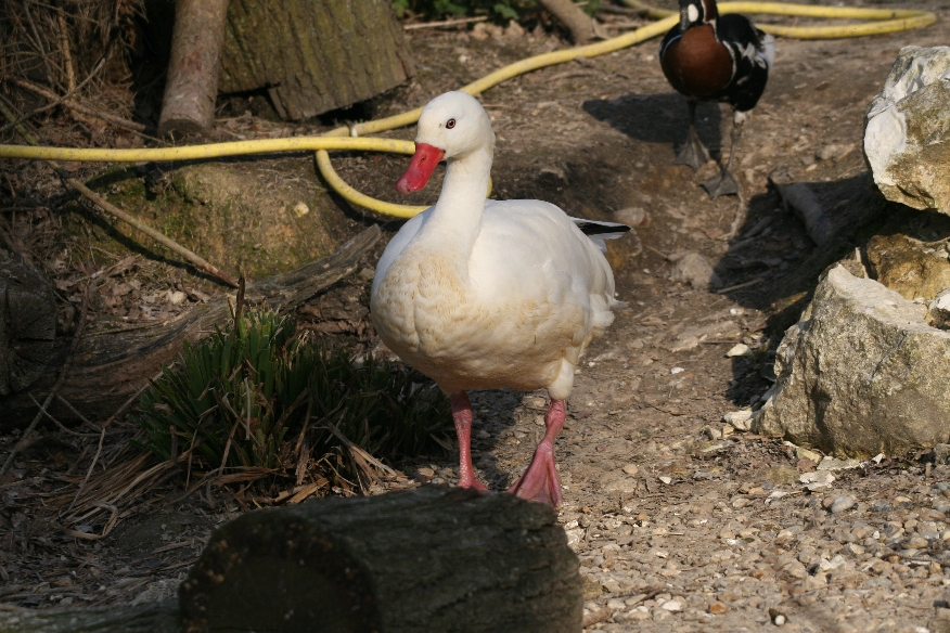 Coscoroba Swan