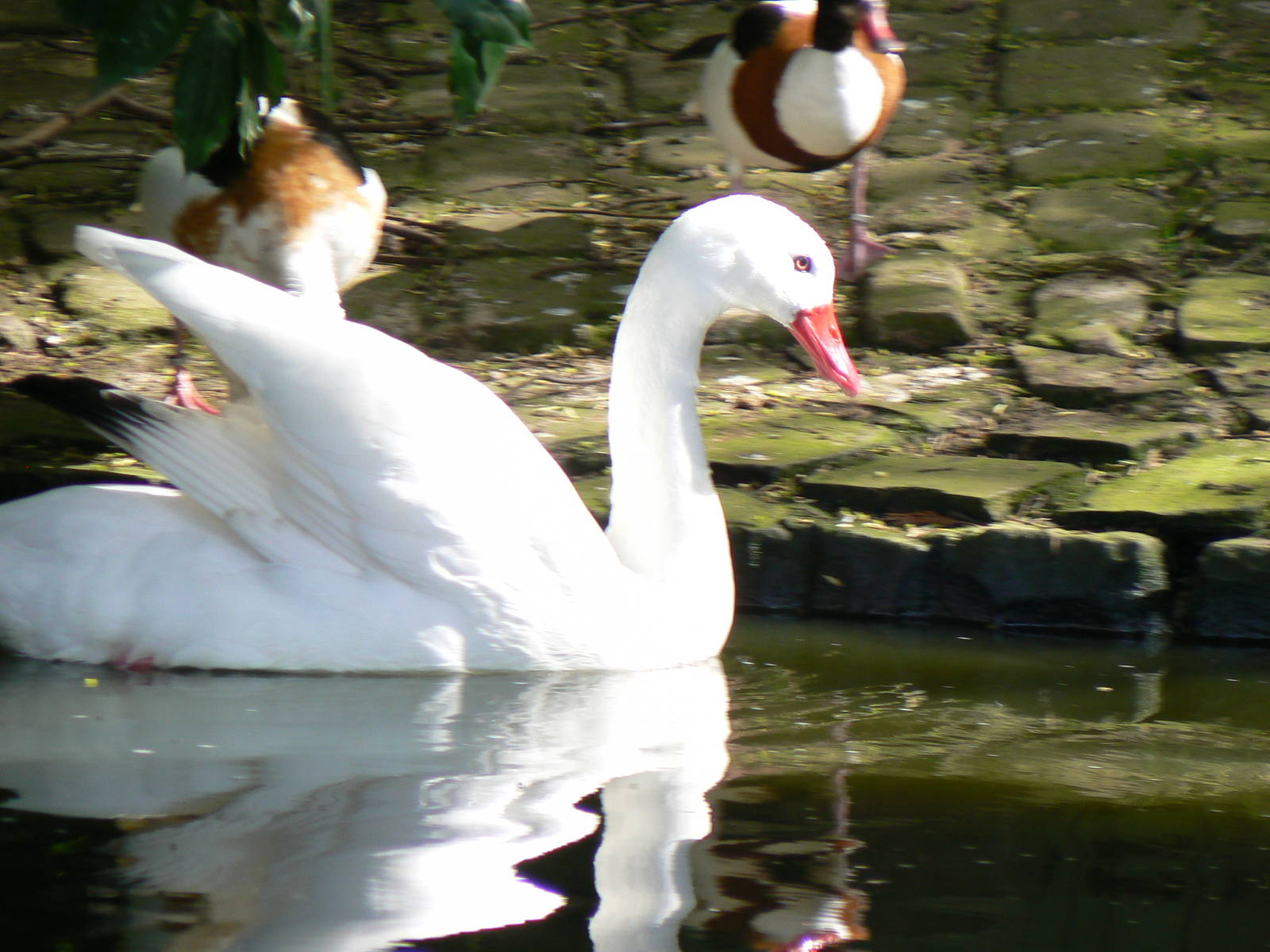 Coscoroba Swan