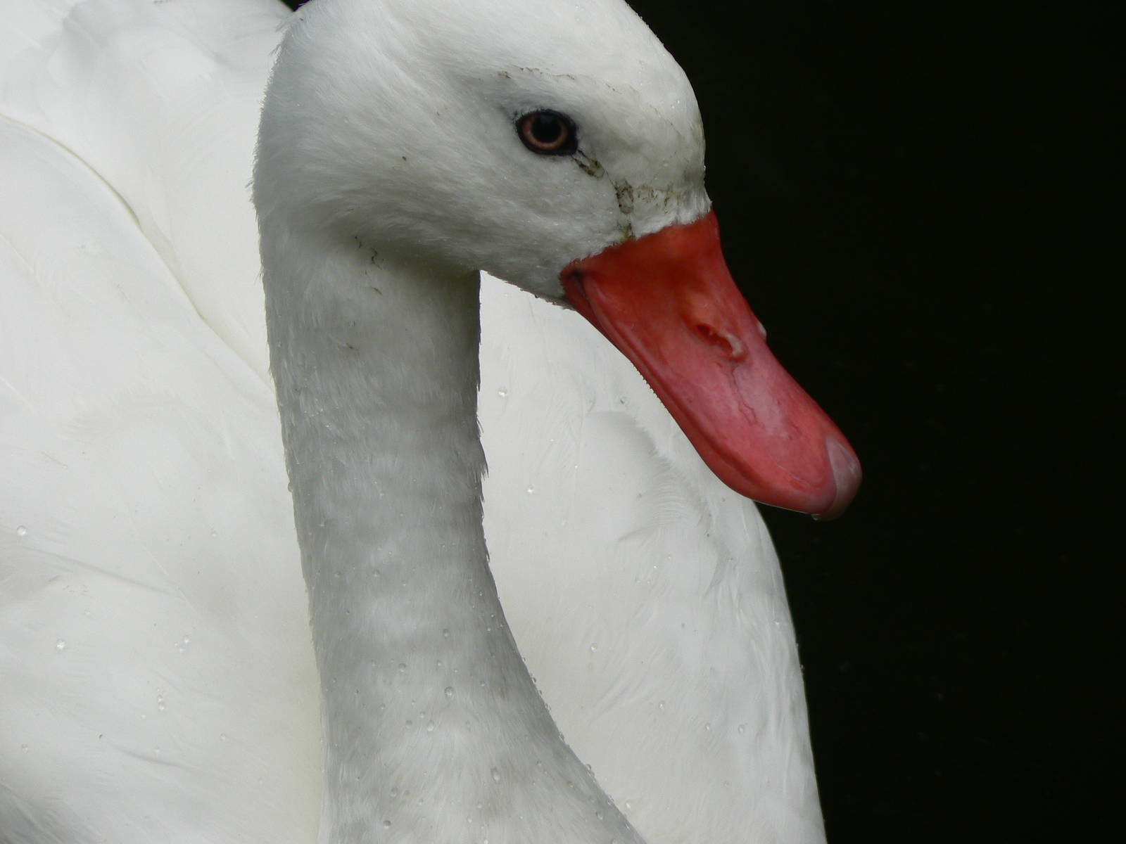 Coscoroba Swan