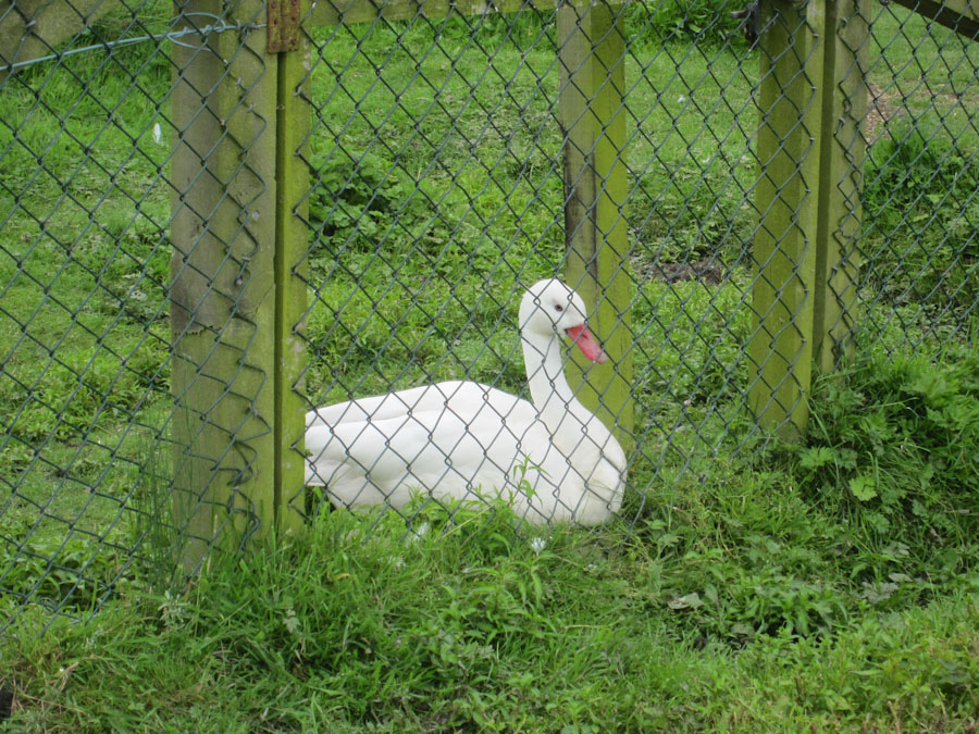 Coscoroba swan