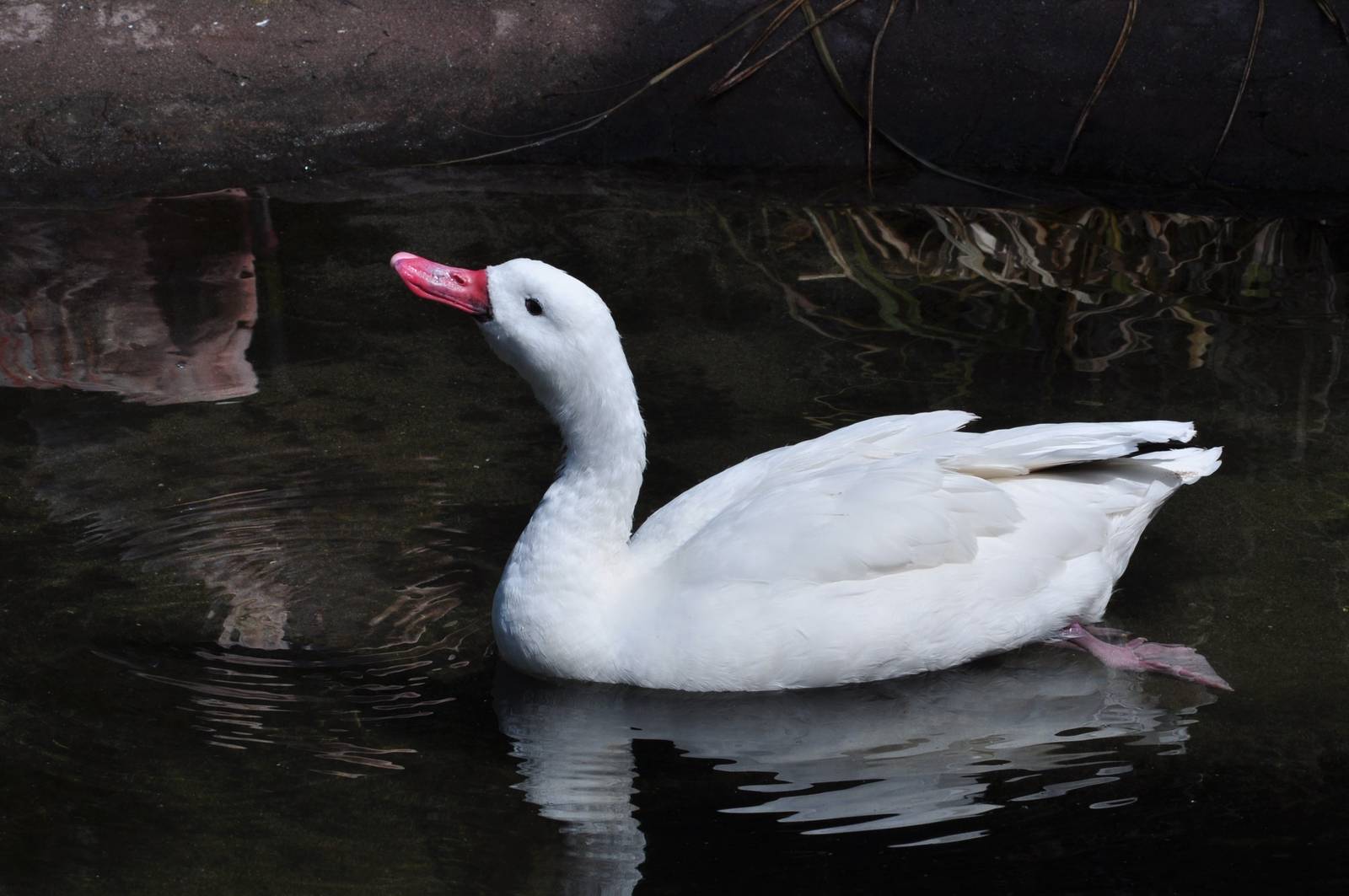 Coscoroba Swan