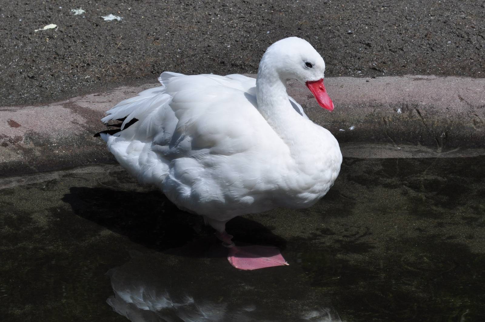 Coscoroba Swan