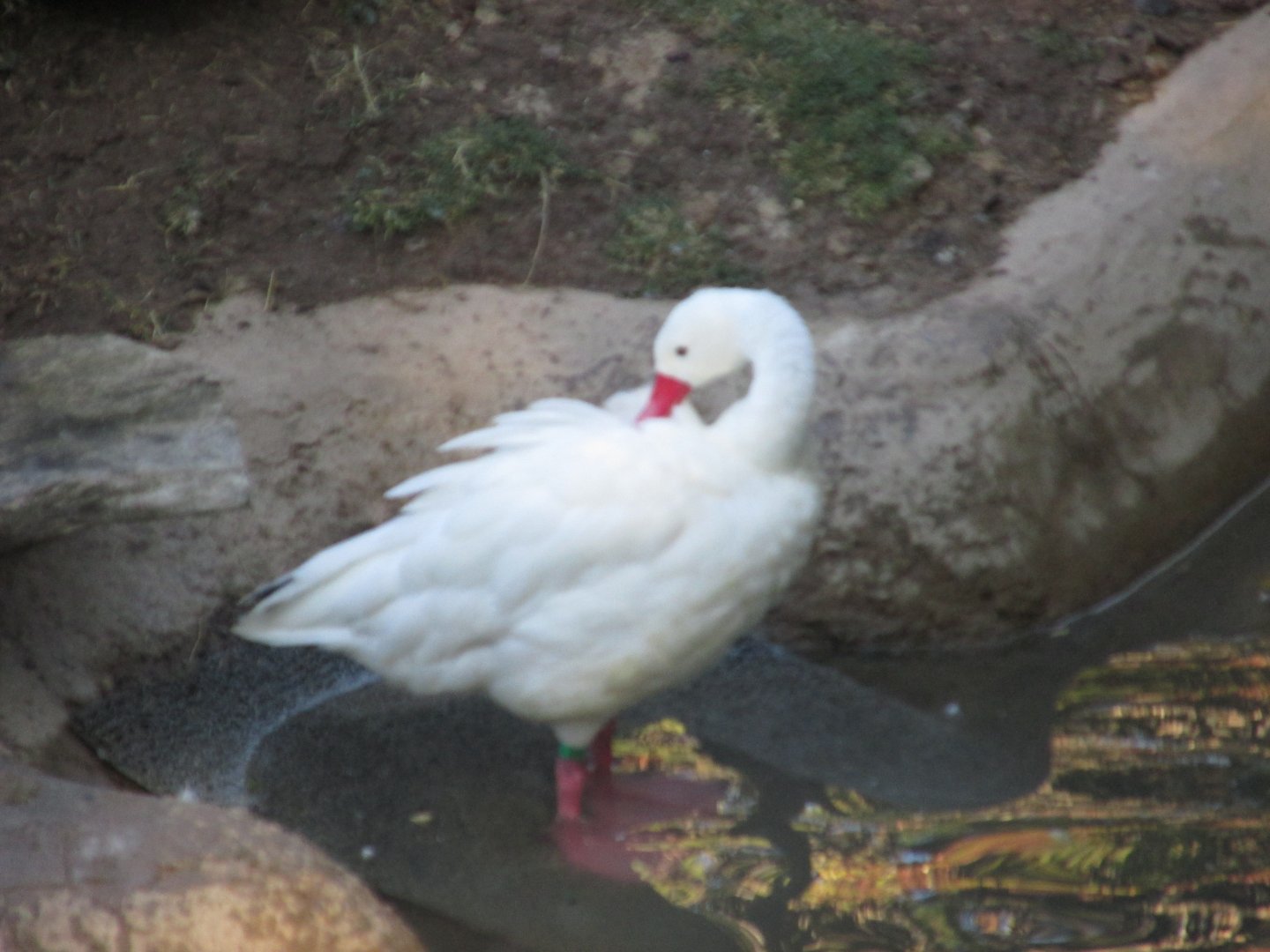 coscoroba swan