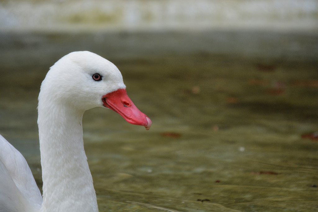 coscoroba swan