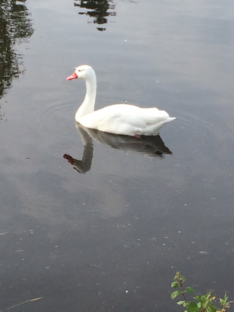 Coscoroba Swan