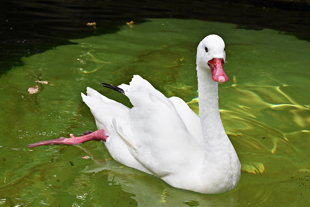 Coscoroba swan