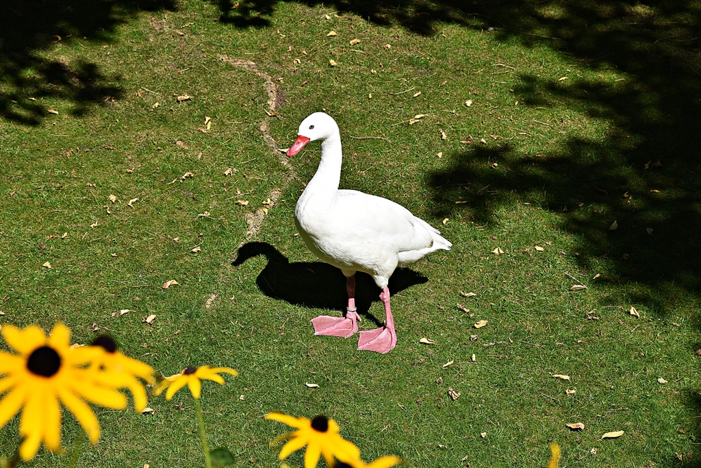 Coscoroba swan