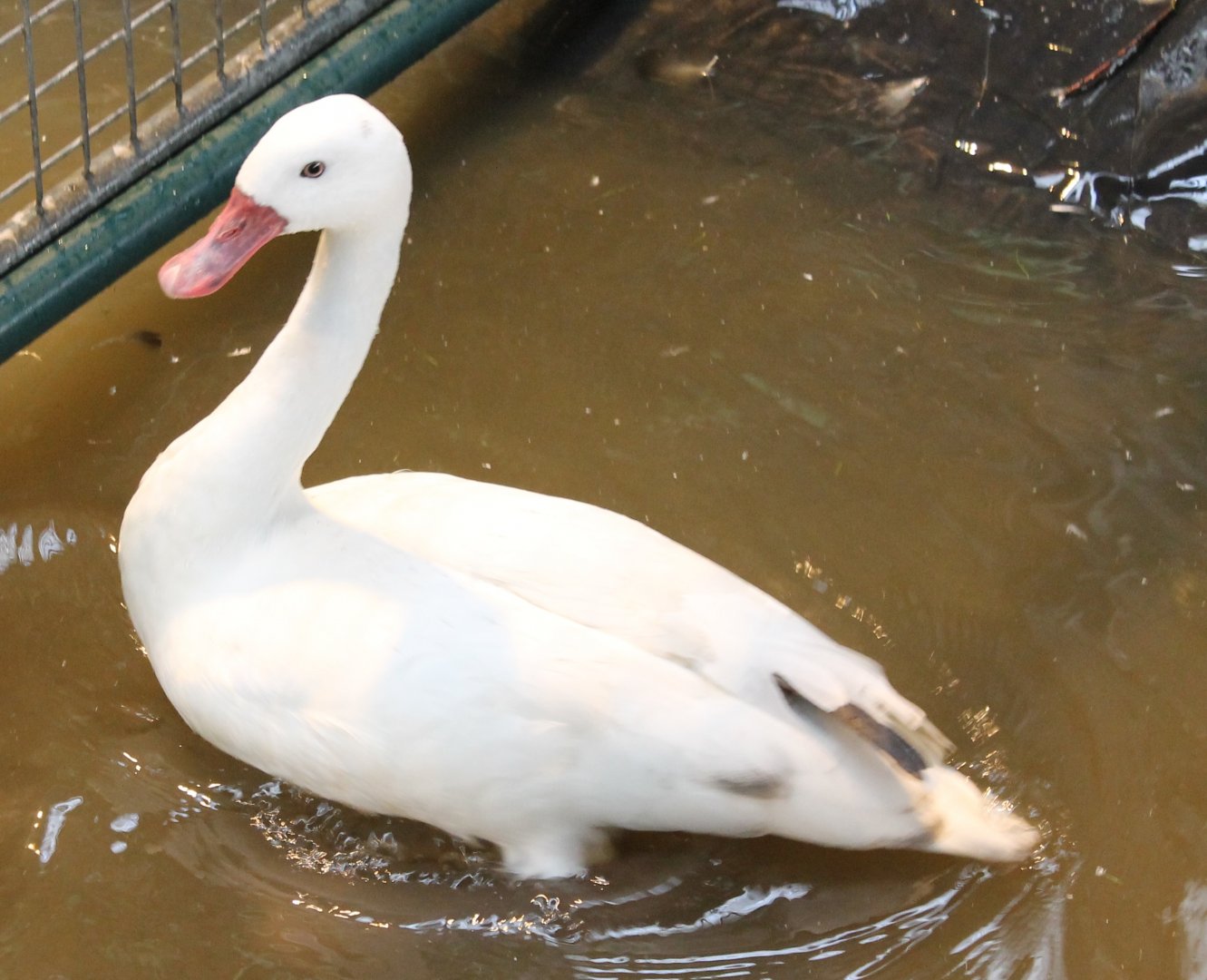 Coscoroba swan