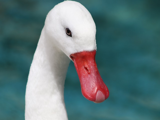 Coscoroba Swan