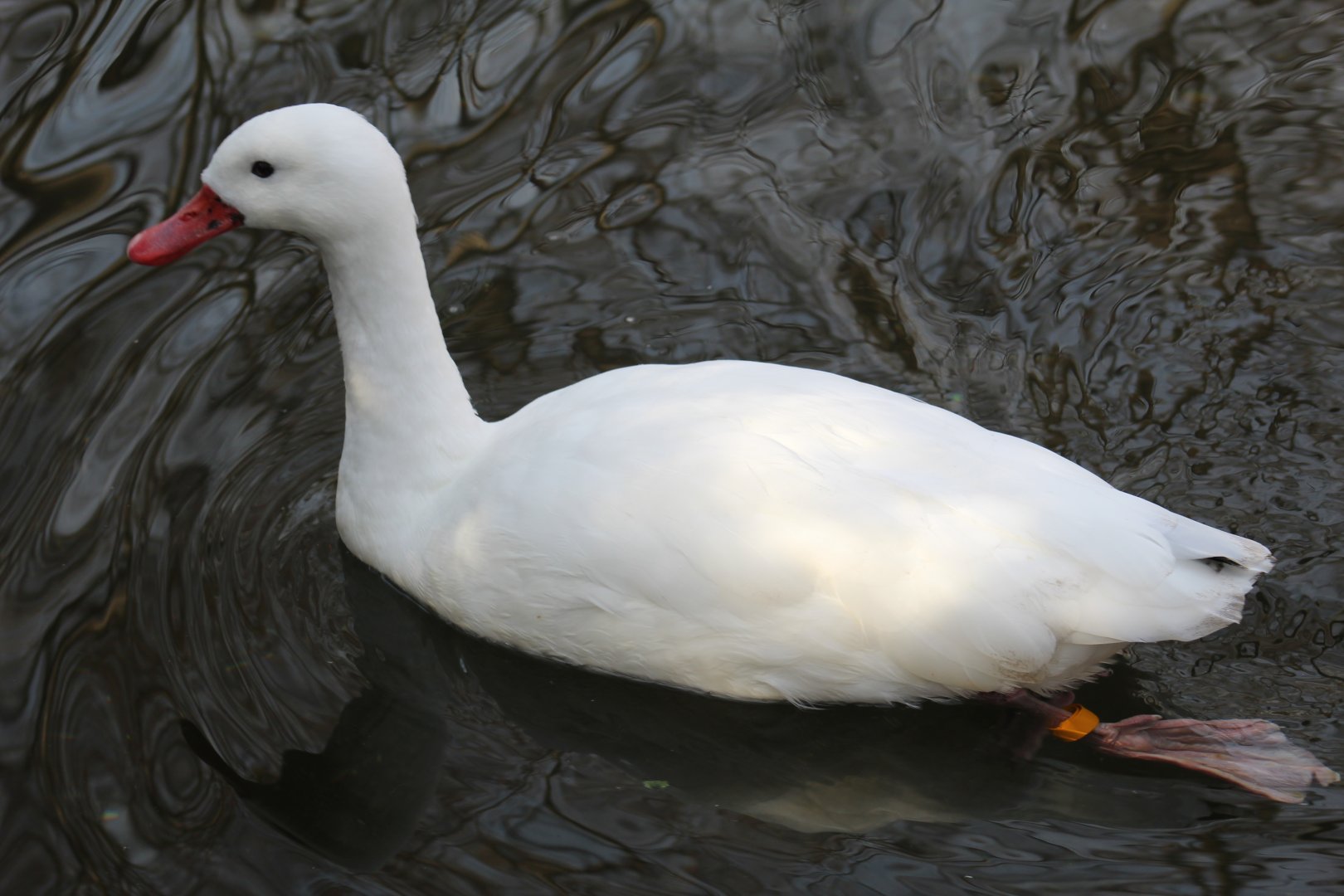 Coscoroba Swan