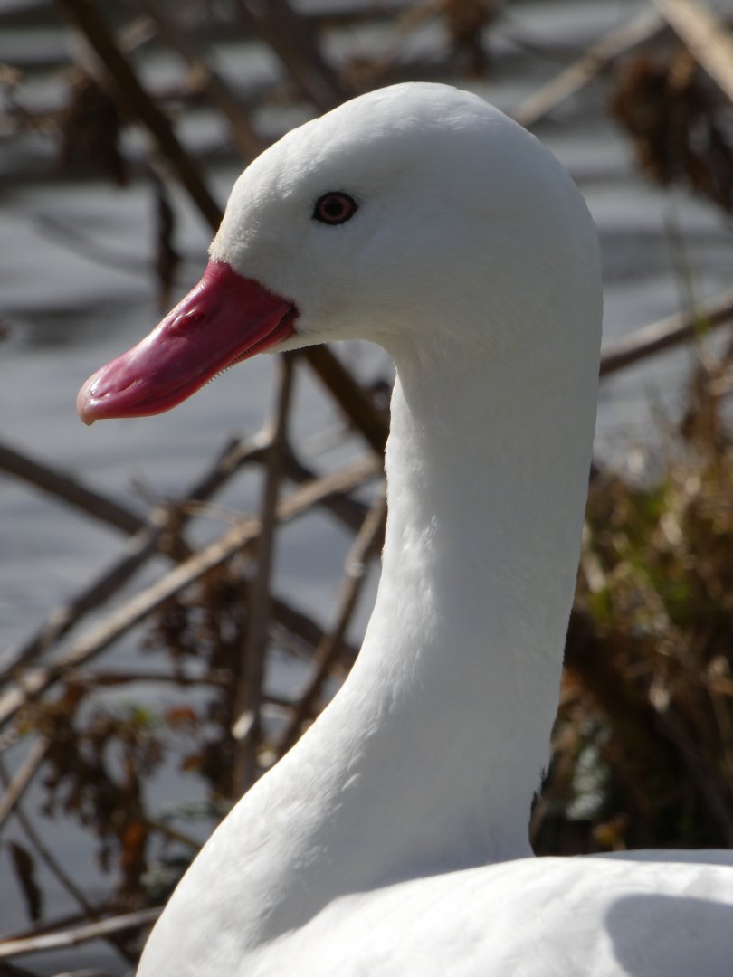 Coscoroba swan