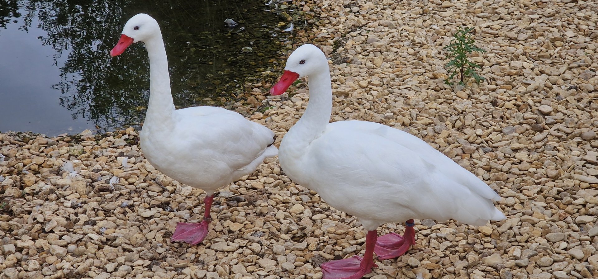 Coscoroba swan