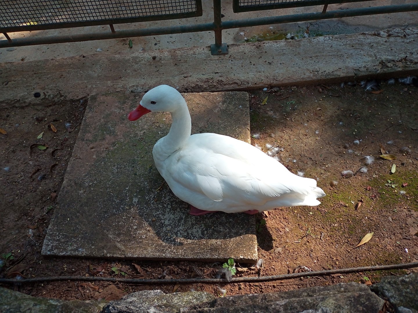 Coscoroba swan